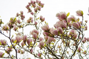 ... im Frühling Magnolienblüten zu bewundern.